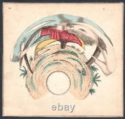 C. C. 1800 Old Man Vieux Homme Rakes Anamorphose Anamorphosen Optique Games Jeu